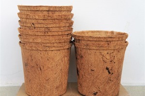 Pulpa de palma de coco biodegradable Semilla de fibra ecológica Semilla de Coco para plantar del exportador de Vietnam - Product Image 2