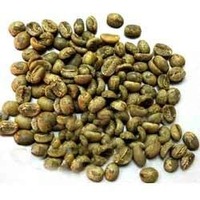 Nouvelle Récolte 2024 Café Robusta du Vietnam Grains Verts Grade 1 Poli à Humide Sacs de Jute de 60 kg Certifié ISO/HACCP Haute Qualité Prix Bas