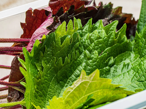 Hoja de perilla fresca de primera calidad para exportar - Product Image 2