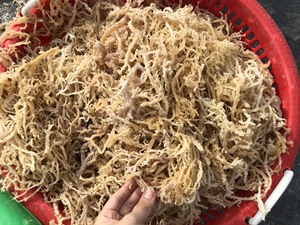สาหร่ายทะเลธรรมชาติอบแห้งแบบเค็ม20% ความชื้นจากเวียดนาม/Eucheuma cottonii - Product Image 5