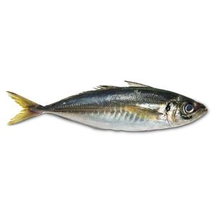 ปลาแมคเคอเรลแช่แข็งคุณภาพสูง IQF อายุการเก็บรักษา 24 เดือน บรรจุภัณฑ์สุญญากาศแบบขายส่ง คุณภาพส่งออก ผู้จัดจำหน่ายอาหารทะเล - Product Image 2