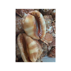 ชุดเปลือกหอยวัวแท้สำหรับทำหัตถกรรมเครื่องประดับและชิ้นส่วนที่โดดเด่นของบ้านเหมาะสำหรับการตกแต่งโต๊ะงานแต่งริมชายฝั่งโครงการแบบ DIY - Product Image 3