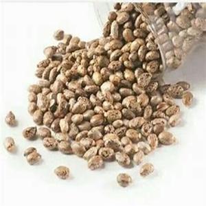 Semillas de Ricino Naturales de Gran Tamaño, Producto Agrícola a los Mejores Precios - Product Image 3