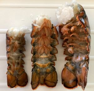 Venta al por Mayor de Langostas Congeladas de California, Producto de Mariscos Premium Entero para Compradores al por Mayor y Distribución Global - Product Image 4