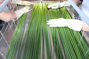 Bâtonnets de paille d'herbe séchée écologique 100% pailles d'herbe naturelle, biodégradables et sans plastique à vendre - Product Image 4