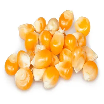 Dried yellow sweet fresh corn Yellow Maize / New harvest yellow corn grain manufacturer factory supply