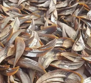 Extracto de Perfume de Operculum de Murex de Blue Lotus Vietnam, Operculum de Murex, Gran Venta 2024, Operculum de Alta Calidad - Product Image 5