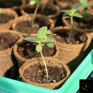 Pots de pépinière de coco biodégradables organiques de haute qualité Pots de démarrage de graines pour la germination des semis d'herbes - Product Image 5