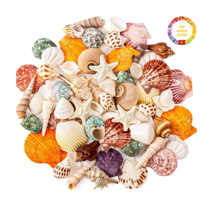 Vente en gros de coquillages naturels mixtes conque étoile de mer décor de plage bricolage artisanat décorations d'aquarium - Product Image 4