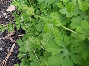 สารสกัดจากเมลอนรสขมแช่แข็งฉลากสะอาดออร์แกนิกส่วนผสมสมุนไพรสีเขียวสำหรับการสนับสนุนภูมิคุ้มกัน - Product Image 6