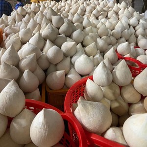 Noix de coco entière polie jeune et fraîche, Cocco Fresco Lucidato, Coco Fresco Polido, pour importateur - Product Image 4