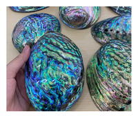 Coquilles d'ormeau naturelles polies 99 Gold Data Lucy de forme naturelle pour l'exportation du Vietnam - Haute qualité pour la bijouterie et la décoration intérieure, vente en gros