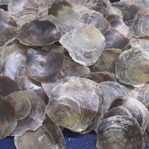 Concha de capiz sin pulir o pulida, concha de mar seca natural al por mayor, sin necesidad de limpiar - Product Image 3