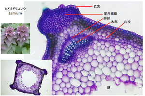 Microtomo de Acero Inoxidable Recubierto de Resina P4 Nippon Medical Chemical Instruments Co. Ltd. Manual de Ciencia Dispositivos Médicos - Product Image 2