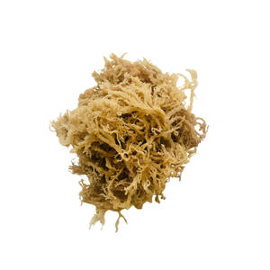 EUCHEUMA COTTONII DE MOUSSE DE MER SÉCHÉE DORÉE VENTE EN GROS - Product Image 5