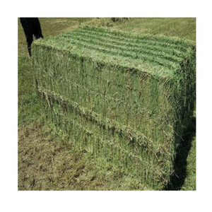 Foin d'herbe de Rhodes naturel pour une alimentation équilibrée favorisant une croissance saine du bétail - Product Image 3