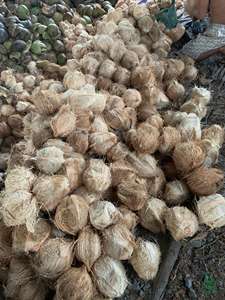 Noix de coco séchée entière naturelle en vrac avec coque pour la transformation industrielle et culinaire | Mme Jessi - Product Image 2