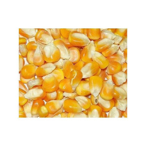 Maïs jaune à haut rendement destiné aux fournisseurs de nutriments pour animaux - Product Image 4