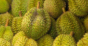 Calidad Premium Natural congelado fresco Durian Vietnam orgánico entero en rodajas sabor dulce IQF proceso de congelación agua paquete al vacío a granel - Product Image 5