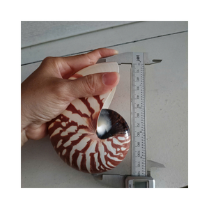 Concha de Nautilus Natural para Decoración del Hogar y Manualidades a Buen Precio - Product Image 1