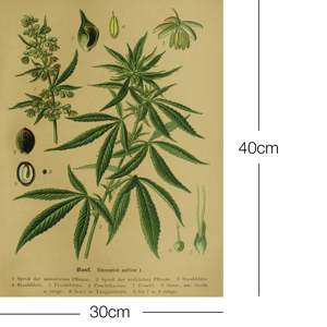 Impresión Artística Educativa Vintage de Cáñamo (Cannabis Sativa L.) - Hermoso Póster Vintage - Product Image 2