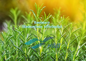 Hgo สารสกัดจากโรสแมรี่ (rosmarinus officinalis) (เกรดอาหาร) rosmarinic Acid 80% (สารสกัดมาตรฐาน) - Product Image 6