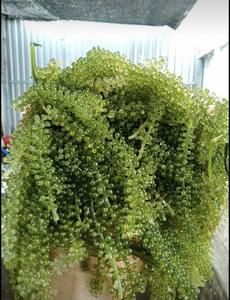 สาหร่ายทะเลแห้งคุณภาพสูงอบแห้ง Seagrape Caulerpa Lentillifera องุ่นทะเลแห้งเวียดนามทะเลมอส - Product Image 4