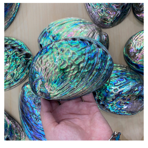 Coquille d'ormeau brut naturel Vietnam meilleur choix pour les collectionneurs de coquillages ornement fait à la main bricolage approvisionnement exportation - Product Image 4