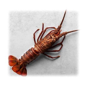 Langostas Tristán Frescas Congeladas de Origen Sostenible, Tamaño Grande, Perfectas para Platos Gourmet de Mariscos - Product Image 2