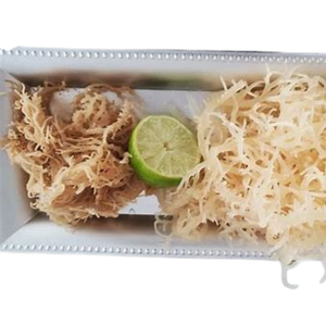 มอสทะเล/มอสสีทองธรรมชาติจากทะเลมอส irishmoss เวียดนาม/เซเรนาราคาขายส่งคุณภาพสูง - Product Image 5