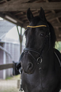 Banda de cejas de caballo sutil dorada de alta calidad Logotipo personalizable Bandas de cuero para montar-Venta al por mayor - Product Image 4
