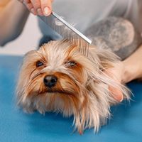 Sisir Perawatan Anjing FLAMIA & JABZ ENT 7.5 Gigi Halus Ramah Lingkungan Baja Tahan Karat Gaya Sederhana