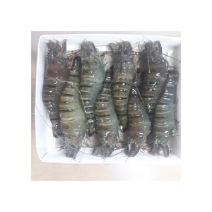 Việt Nam Đông Lạnh Đen Tiger Tôm Tươi Tiger Tôm Toàn Bộ Tiger Tôm Nhỏ Để Kích Thước Lớn Chất Lượng Cao - Product Image 4