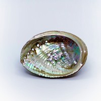 Coquilles d'Abalone Paua Brutes, Propres et Séchées, Coquille d'Abalone Bleu-Vert pour Kits de Fumigation à la Sauge, Prix le Plus Bas