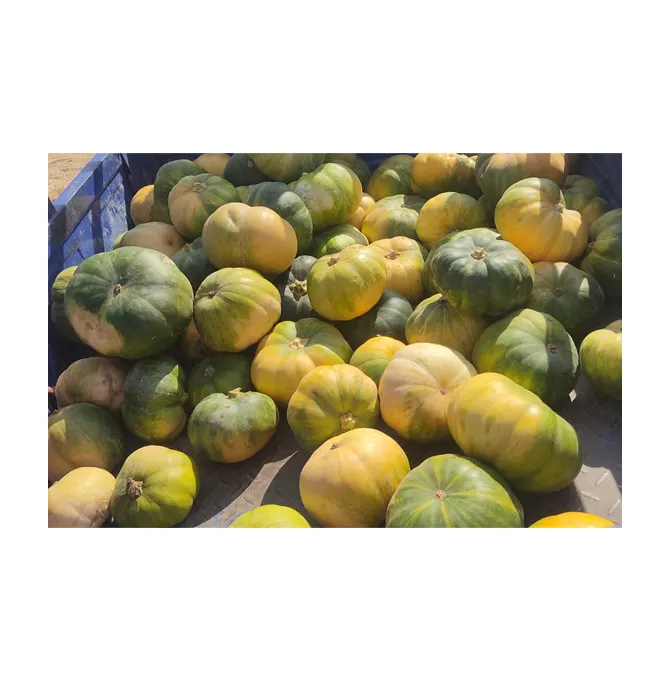 Leading Supplier of Top Quality Wholesale Food Grade Fresh Vegetables Pumpkin from Egypt at Wholesale Price