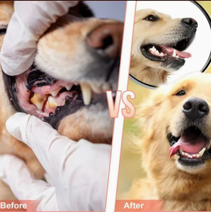 Juguete de Goma para Perros con Diseño de Zapatilla Transpirable - Juguete Interactivo Hueco para Masticar - Product Image 5