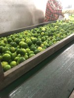 Citron frais de haute qualité citron vert frais toutes les tailles prix pas cher du Vietnam | Prenons une promotion sur la saison des soldes.
