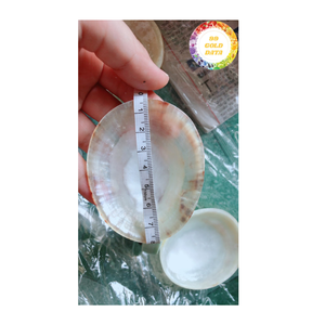 Concha Marina pulida de Lapa natural de Vietnam, hermoso brillo para decoración del hogar y colecciones artísticas - Product Image 5