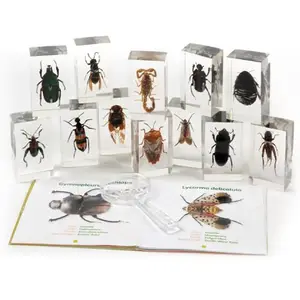 Encased Insects - Learn about 12 Different Bugs for kids
