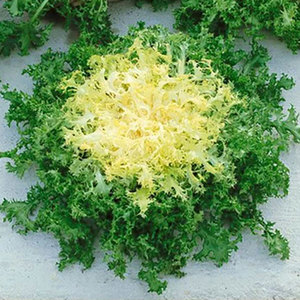 Chicorée d'endives en gros: Légumes à feuilles amères de qualité supérieure du fournisseur en vrac - Product Image 6