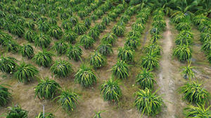 Fruta de dragón fresca de Vietnam, cartón de 5Kg/10kg, entrega rápida con soporte de exportación - Product Image 6