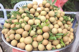 พรีเมี่ยมที่มีคุณภาพส่งออกเกรดลำไยผลไม้อุณหภูมิเขตร้อนผลไม้เวียดนามที่มีคุณภาพสูงจากเวียดนาม // นางสาวเดซี่ - Product Image 6
