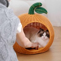Heiß begehrtes Rattan-Haustierbett für Schlaf, Erholung und Erholung im Innenbereich, Vietnam