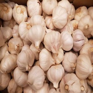 Ajo rojo púrpura blanco normal fresco de alta calidad - Product Image 3