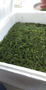 Algas marinas secas de alta calidad al mejor precio, deshidratan uva Marina Caulerpa Lentillifera, uva marina seca, musgo marino de Vietnam 2024 - Product Image 6