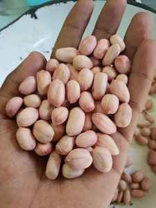 Haute qualité 50/60 cacahuètes gras arachides 100% fournisseur en vrac naturel pour les applications alimentaires et industrielles - Product Image 3