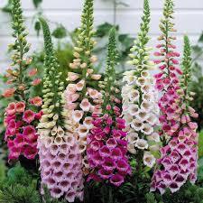 Semi di 200 pezzi di semi di fiori di Larkspur misti in vaso di fiori esotici Larkspur sono il nostro dono