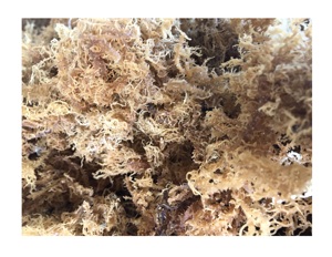Cheap Price Irish <b>Sea</b> <b>Moss</b> 5-7% Moisture - Eucheuma Cottonii Seaweed - Premium New Dry Real Seaweed Vietnam White Seamoss - Product Image 2