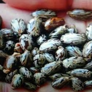 Semillas de ricino indias de alta calidad con rico contenido de aceite secado al sol y limpieza a máquina Ideal para exportación y uso agrícola - Product Image 5