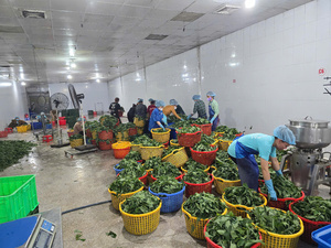 ใบมันสำปะหลังบดสีเขียวสดแช่แข็งราคาดี-ส่งออกจากเวียดนาม - Product Image 4